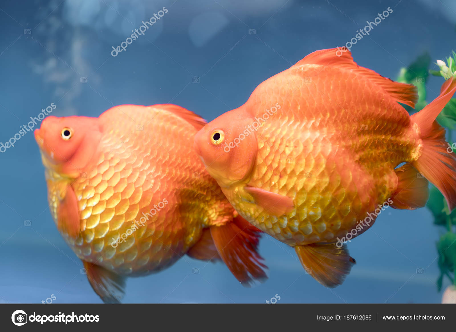 The most popular variety of goldfish The most popular variety of goldfish