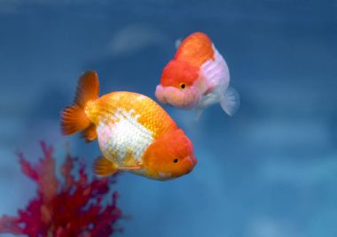En popüler pet süs Balık Akvaryum balığı veya Carassius hava, Aile Cyprinida biridir. Ranchu veya lionhead goldfish akvaryum içinde göstermek için çok popüler