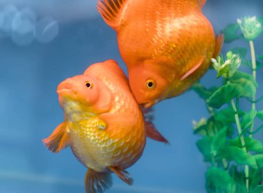 En popüler pet süs Balık Akvaryum balığı veya Carassius hava, Aile Cyprinida biridir. Ranchu veya lionhead goldfish akvaryum içinde göstermek için çok popüler