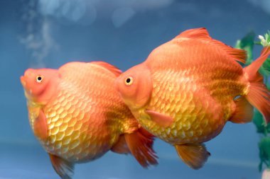 One of most popular pet ornamental fish is goldfish or Carassius auratus, Family Cyprinida. Ranchu or lionhead goldfish is very popular to show in fish tank clipart