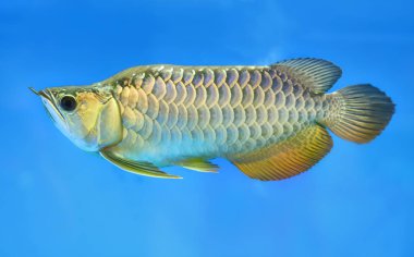 Arowana Akvaryum, en sevdiğin balık ile bu uzun vücut, güzel dragon şekil zengin aile içinde belgili tanımlık akvaryum dekorasyon için renkli