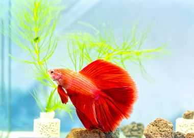 Halfmoon betta balık tank renkli yüzme. Bu süs balık evi sahnede süslemek için kullanılan familyasından bir