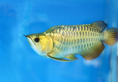 Arowana Akvaryum, en sevdiğin balık ile bu uzun vücut, güzel dragon şekil zengin aile içinde belgili tanımlık akvaryum dekorasyon için renkli