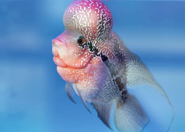Цветочный Рог Цихлид Цветные Рыбы Плавают Аквариуме Декоративная Рыба Символизирующая — стоковое фото