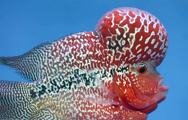 Flowerhorn Cichlid Colorful Fish Swim Fish Tank 이것은 아시아 사람들의 — 스톡 사진