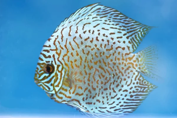 花角花冠色彩斑斓的鱼在鱼缸里游动 这是条观赏鱼 象征着风水在亚洲人家里的好运 — 图库照片