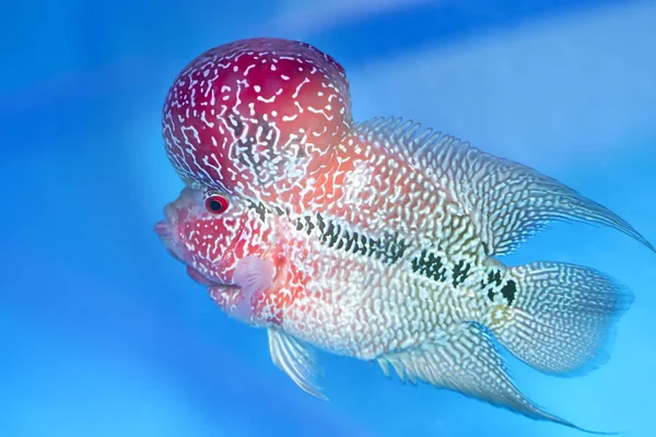 Flowerhorn Cichlid Peixes Coloridos Nadando Tanque Peixes Este Peixe Ornamental — Fotografia de Stock