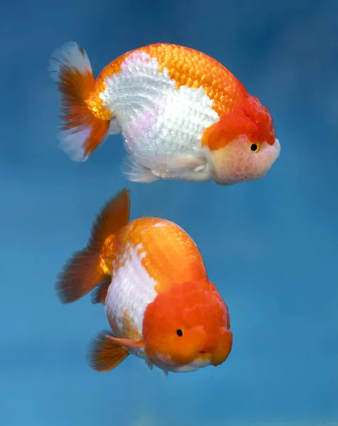 Dos Peixes Ornamentais Estimação Mais Populares Peixinho Dourado Carassius Auratus — Fotografia de Stock