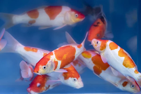 Beautiful Colorful Fish Swimming Fish Tank Favorite Carp Japan Because — Stock Photo, Image