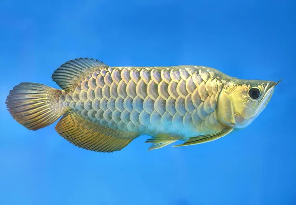 Arowana Aquarium Dieses Ist Ein Lieblingsfisch Mit Langem Körper Schöne — Stockfoto