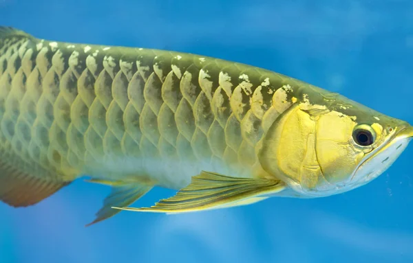 Arowana Aquário Este Peixe Favorito Com Corpo Longo Forma Dragão — Fotografia de Stock