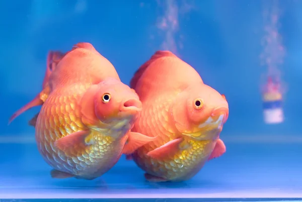 One Most Popular Pet Ornamental Fish Goldfish Carassius Auratus Family — Stock Photo, Image