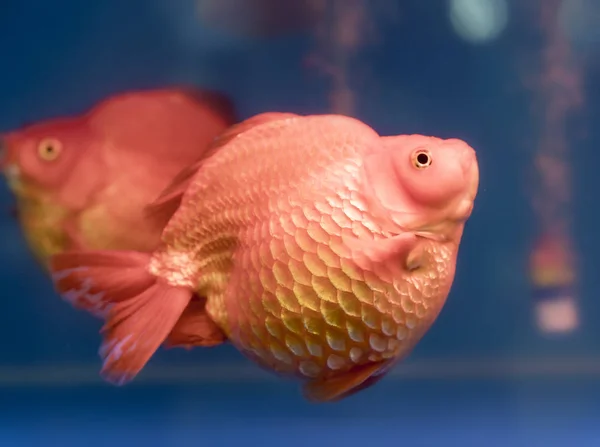 One Most Popular Pet Ornamental Fish Goldfish Carassius Auratus Family — Stock Photo, Image