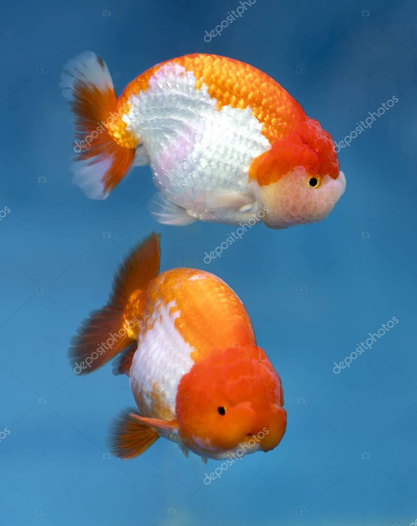 Uno de los peces ornamentales para mascotas más populares es el pez