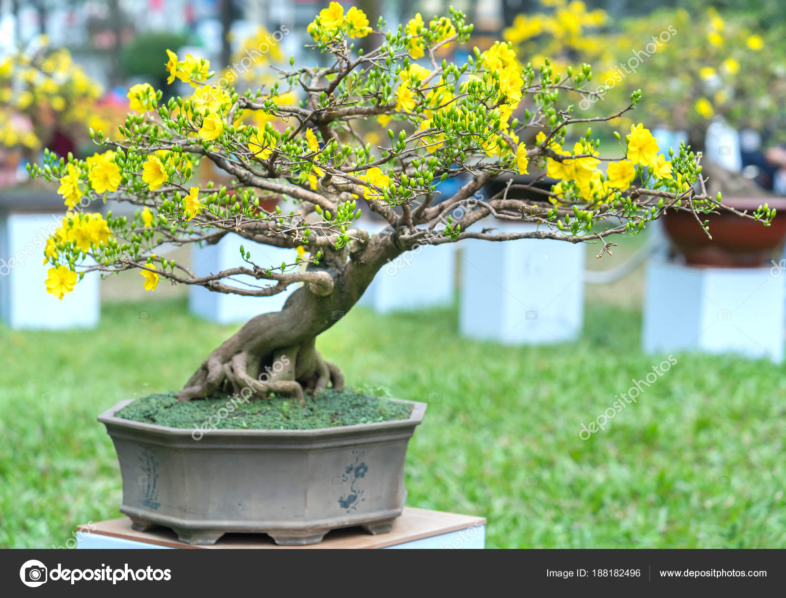 Apricot Bonsai Tree Blooming Yellow Flowering Branches Curving Create