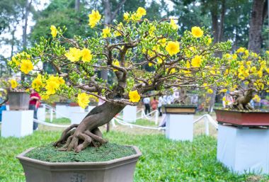 Ho Chi Minh City, Vietnam - 16 Şubat 2018: eğri Sarı çiçekli bonsai dal çiçek açan kayısı ağacı oluşturmak eşsiz güzelliği bahar çiçek Festivali Ho Chi Minh City, Vietnam zevk için birçok turistlerin ilgisini çekmektedir.