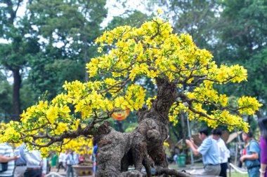 Ho Chi Minh City, Vietnam - 16 Şubat 2018: eğri Sarı çiçekli bonsai dal çiçek açan kayısı ağacı oluşturmak eşsiz güzelliği bahar çiçek Festivali Ho Chi Minh City, Vietnam zevk için birçok turistlerin ilgisini çekmektedir.