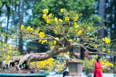 Ho Chi Minh City, Vietnam - 16 Şubat 2018: eğri Sarı çiçekli bonsai dal çiçek açan kayısı ağacı oluşturmak eşsiz güzelliği bahar çiçek Festivali Ho Chi Minh City, Vietnam zevk için birçok turistlerin ilgisini çekmektedir.
