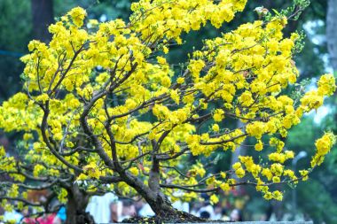 Kayısı çiçekler, Bahar geldi sinyal kokulu yaprakları çiçek açan sarı ile Vietnam delilik yeni yıl içinde çiçek açan bu sembolik iyi şans için New Year's Day çiçektir