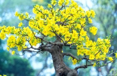 Kayısı çiçekler, Bahar geldi sinyal kokulu yaprakları çiçek açan sarı ile Vietnam delilik yeni yıl içinde çiçek açan bu sembolik iyi şans için New Year's Day çiçektir