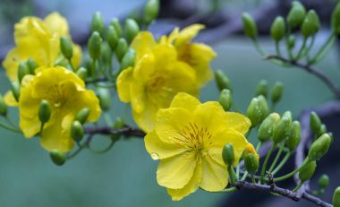 Kayısı çiçekler, Bahar geldi sinyal kokulu yaprakları çiçek açan sarı ile Vietnam delilik yeni yıl içinde çiçek açan bu sembolik iyi şans için New Year's Day çiçektir