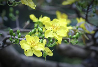 Kayısı çiçekler, Bahar geldi sinyal kokulu yaprakları çiçek açan sarı ile Vietnam delilik yeni yıl içinde çiçek açan bu sembolik iyi şans için New Year's Day çiçektir