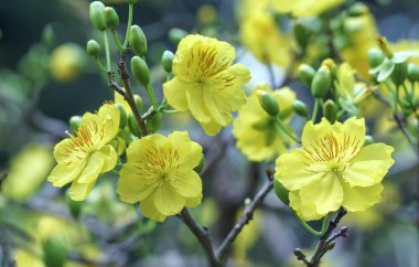 Kayısı çiçekler, Bahar geldi sinyal kokulu yaprakları çiçek açan sarı ile Vietnam delilik yeni yıl içinde çiçek açan bu sembolik iyi şans için New Year's Day çiçektir