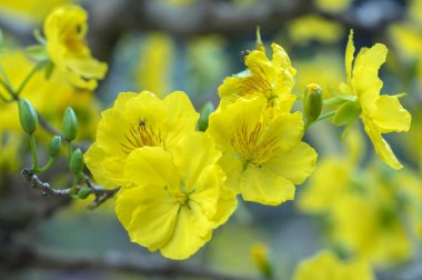 Kayısı çiçekler, Bahar geldi sinyal kokulu yaprakları çiçek açan sarı ile Vietnam delilik yeni yıl içinde çiçek açan bu sembolik iyi şans için New Year's Day çiçektir