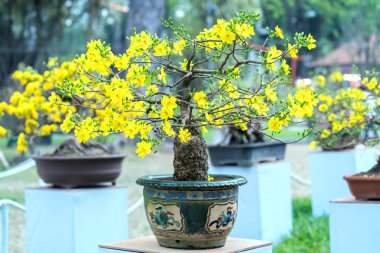 Eğri Sarı çiçekli dalları ile çiçeklenme kayısı bonsai ağacı eşsiz güzelliği oluşturun. Bu özel bir şey yanlış ağaca sembolize şans, refah bahar Vietnam delilik yeni yıl