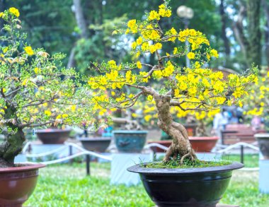 Eğri Sarı çiçekli dalları ile çiçeklenme kayısı bonsai ağacı eşsiz güzelliği oluşturun. Bu özel bir şey yanlış ağaca sembolize şans, refah bahar Vietnam delilik yeni yıl