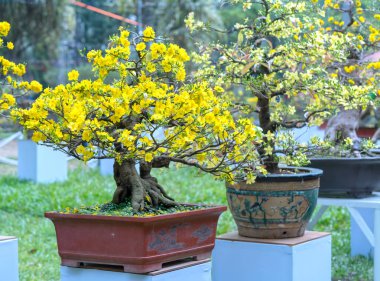 Eğri Sarı çiçekli dalları ile çiçeklenme kayısı bonsai ağacı eşsiz güzelliği oluşturun. Bu özel bir şey yanlış ağaca sembolize şans, refah bahar Vietnam delilik yeni yıl