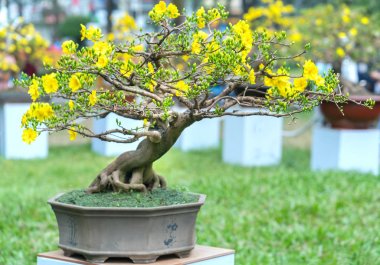 Eğri Sarı çiçekli dalları ile çiçeklenme kayısı bonsai ağacı eşsiz güzelliği oluşturun. Bu özel bir şey yanlış ağaca sembolize şans, refah bahar Vietnam delilik yeni yıl