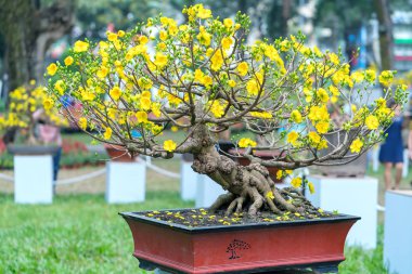 Eğri Sarı çiçekli dalları ile çiçeklenme kayısı bonsai ağacı eşsiz güzelliği oluşturun. Bu özel bir şey yanlış ağaca sembolize şans, refah bahar Vietnam delilik yeni yıl