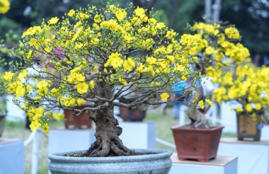 Eğri Sarı çiçekli dalları ile çiçeklenme kayısı bonsai ağacı eşsiz güzelliği oluşturun. Bu özel bir şey yanlış ağaca sembolize şans, refah bahar Vietnam delilik yeni yıl