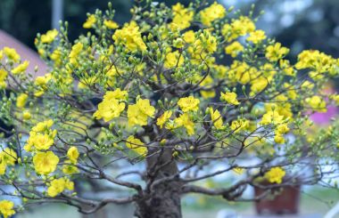 Eğri Sarı çiçekli dalları ile çiçeklenme kayısı bonsai ağacı eşsiz güzelliği oluşturun. Bu özel bir şey yanlış ağaca sembolize şans, refah bahar Vietnam delilik yeni yıl