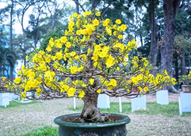Eğri Sarı çiçekli dalları ile çiçeklenme kayısı bonsai ağacı eşsiz güzelliği oluşturun. Bu özel bir şey yanlış ağaca sembolize şans, refah bahar Vietnam delilik yeni yıl