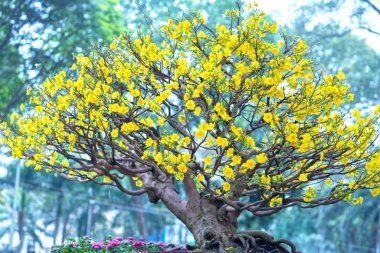 Eğri Sarı çiçekli dalları ile çiçeklenme kayısı bonsai ağacı eşsiz güzelliği oluşturun. Bu özel bir şey yanlış ağaca sembolize şans, refah bahar Vietnam delilik yeni yıl