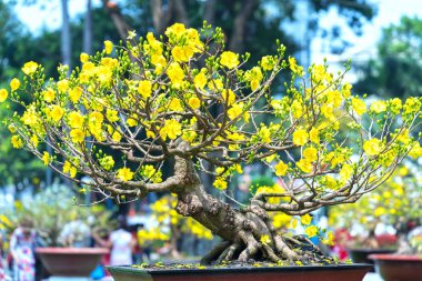 Eğri Sarı çiçekli dalları ile çiçeklenme kayısı bonsai ağacı eşsiz güzelliği oluşturun. Bu özel bir şey yanlış ağaca sembolize şans, refah bahar Vietnam delilik yeni yıl