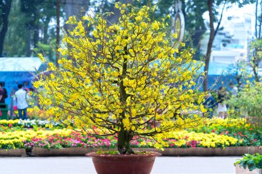 Eğri Sarı çiçekli dalları ile çiçeklenme kayısı bonsai ağacı eşsiz güzelliği oluşturun. Bu özel bir şey yanlış ağaca sembolize şans, refah bahar Vietnam delilik yeni yıl