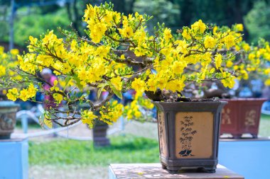Eğri Sarı çiçekli dalları ile çiçeklenme kayısı bonsai ağacı eşsiz güzelliği oluşturun. Bu özel bir şey yanlış ağaca sembolize şans, refah bahar Vietnam delilik yeni yıl