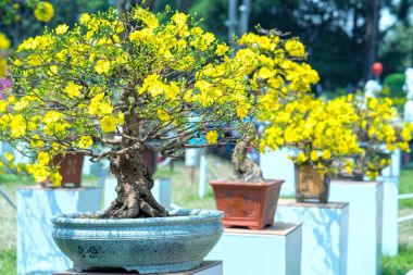 Eğri Sarı çiçekli dalları ile çiçeklenme kayısı bonsai ağacı eşsiz güzelliği oluşturun. Bu özel bir şey yanlış ağaca sembolize şans, refah bahar Vietnam delilik yeni yıl