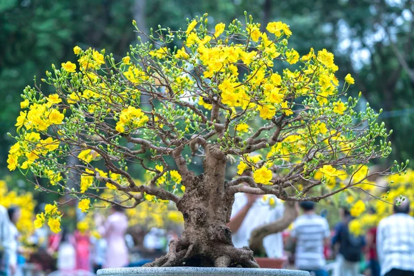 Chi Minh City Vietnam Febrero 2018 Albaricoque Florece Con Ramas — Foto de Stock