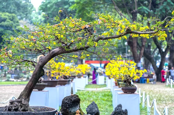 Chi Minh City Vietnam Şubat 2018 Eğri Sarı Çiçekli Bonsai — Stok fotoğraf