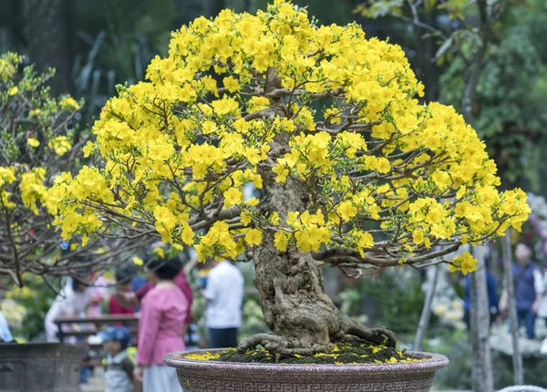 Chi Minh City Vietnam February 2018 Apricot Tree Blooming Yellow — Stock Photo, Image