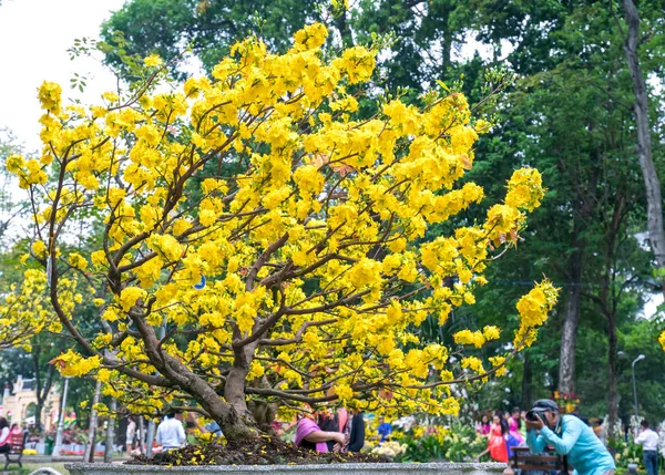Minovo Město Vietnam Února 2018 Meruňkový Strom Kvetoucí Žluté Kvetoucí — Stock fotografie