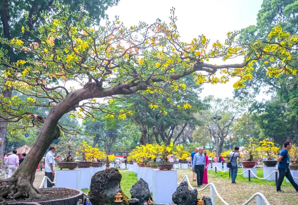 Мин Вьетнам Февраля 2018 Года Абрикосовое Дерево Цветущее Желтыми Цветущими — стоковое фото