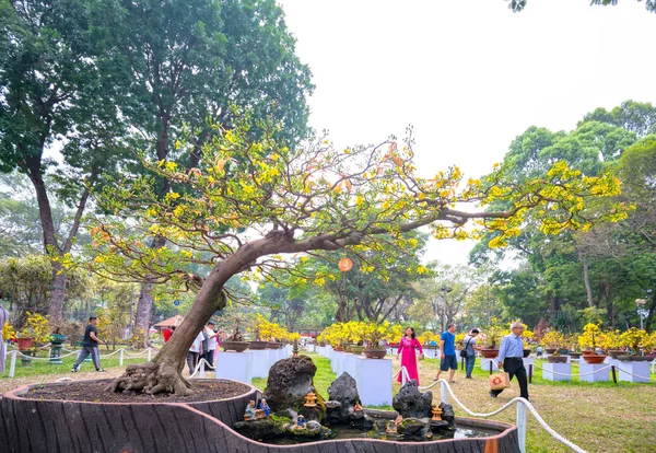 Мин Вьетнам Февраля 2018 Года Абрикосовое Дерево Цветущее Желтыми Цветущими — стоковое фото