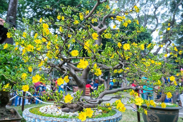 Cidade Chi Minh Vietnã Fevereiro 2018 Árvore Damasco Florescendo Com — Fotografia de Stock