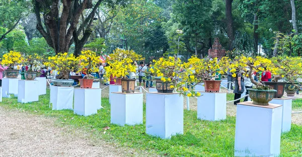 Chi Minh City Vietnam Febrero 2018 Albaricoque Florece Con Ramas — Foto de Stock