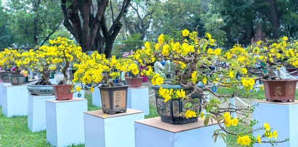 Chi Minh City Vietnam Febrero 2018 Albaricoque Florece Con Ramas — Foto de Stock